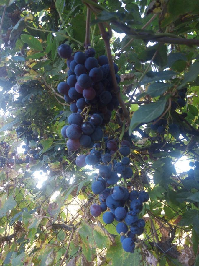 Loft Los Cerezos En Vistalba, Zona De Vinedos Y Bodegas Lujan de Cuyo المظهر الخارجي الصورة